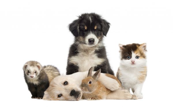 Idaho Falls Pets