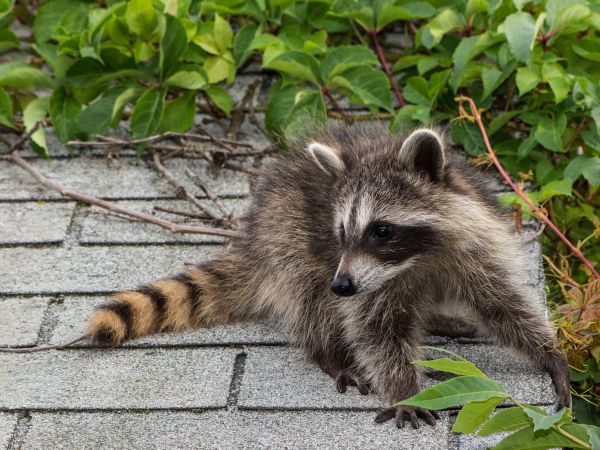 Idaho Falls Wildlife Removal