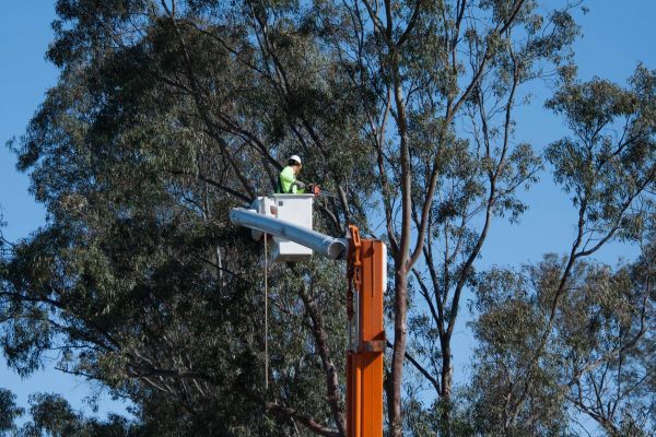 Idaho Falls Tree Trimming