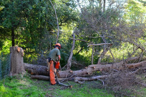 Idaho Falls Tree Removal